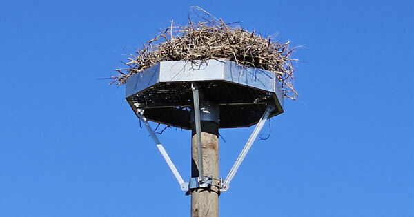 nid artificiel pour cigognes
