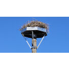 nid artificiel pour cigognes